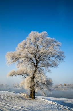 winter scenery picture frozen tree lake scene 