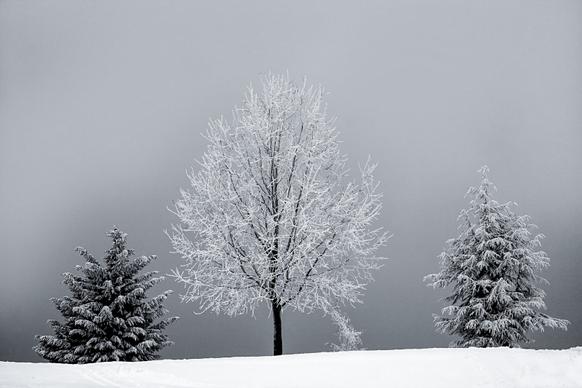 winter scenery picture frozen trees contrast