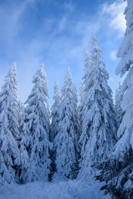 winter season picture frozen snowy trees