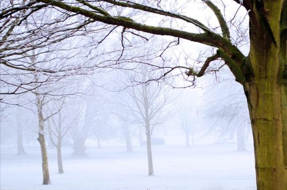 winter tree and fog