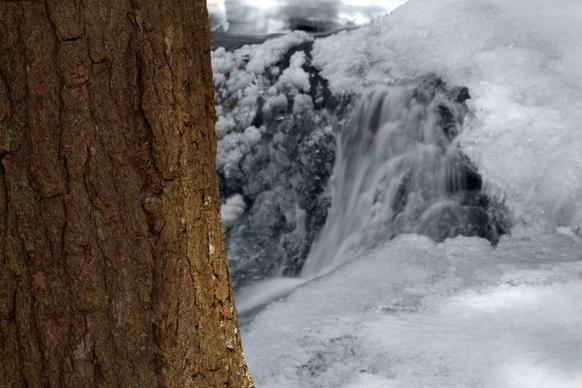 winter trees ice