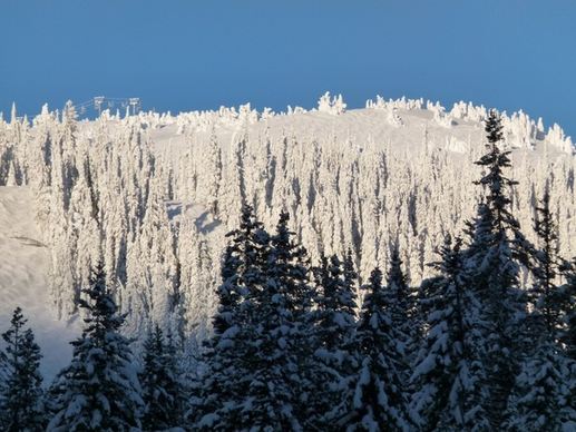winter wonderland trees