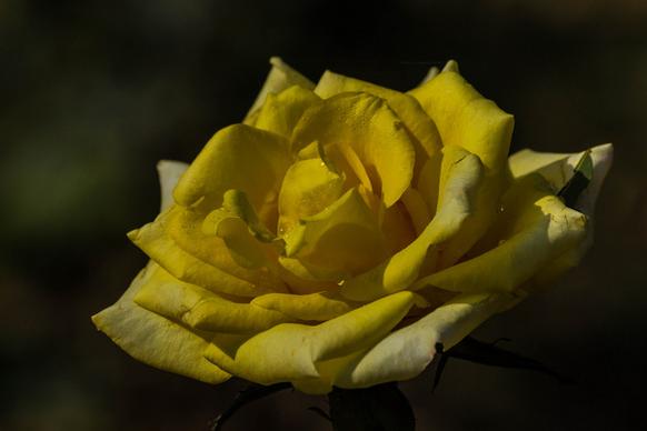 withered yellow rose