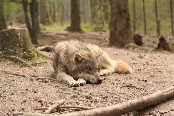 wolf canis lupus enclosure