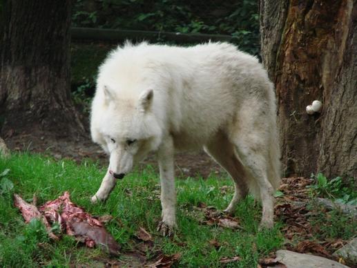 wolf eat white