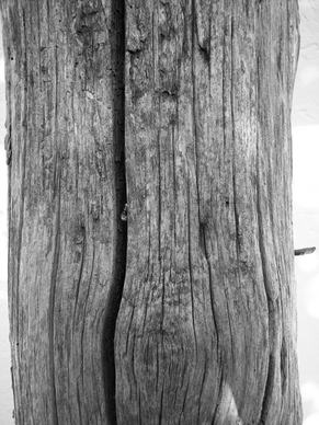 wood bw wooden poles