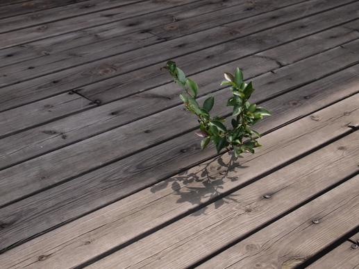 wood life plant