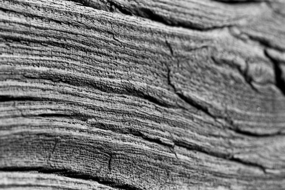 wood structure texture
