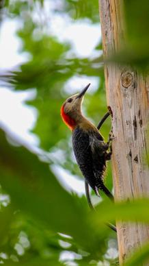 woodpecker bird picture cute elgant closeup