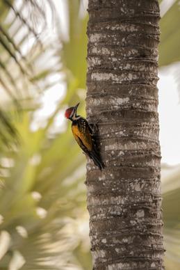 woodpecker picture climbing bird coconut tree scene