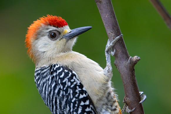 woodpecker picture cute closeup