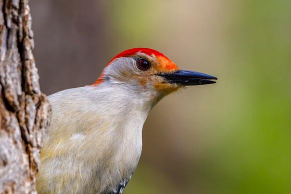woodpecker picture cute elegant closeup