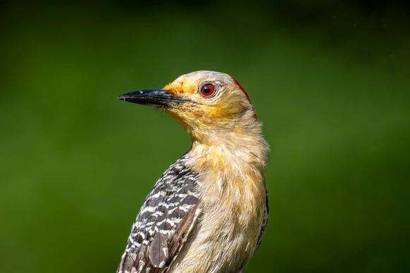 woodpecker picture elegant cute closeup 