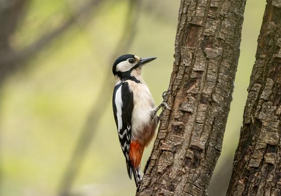 woodpecker picture elegant cute closeup