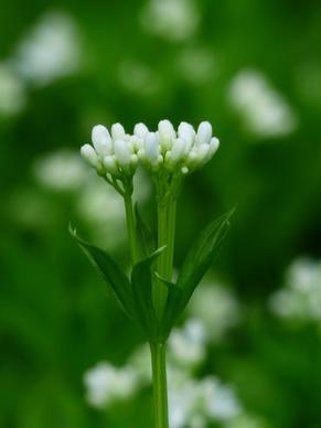 woodruff flower white