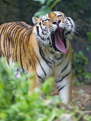 yawning siberian tiger
