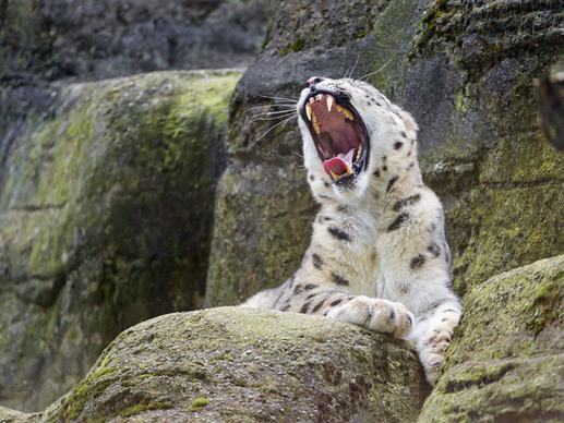 yawning snow leopard