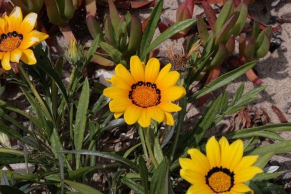 yellow african daisy blooms
