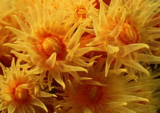 yellow anemones