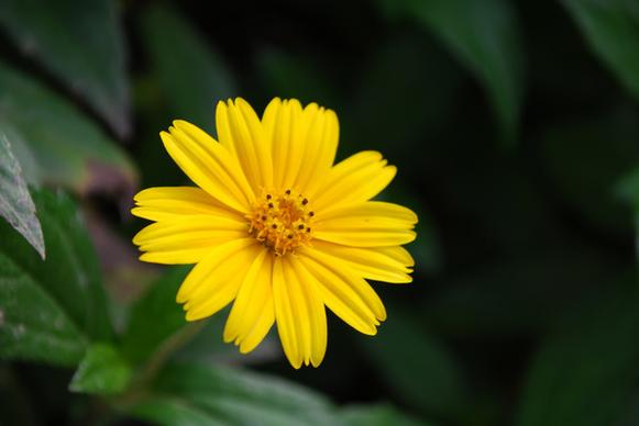 yellow daisy dsc 0034