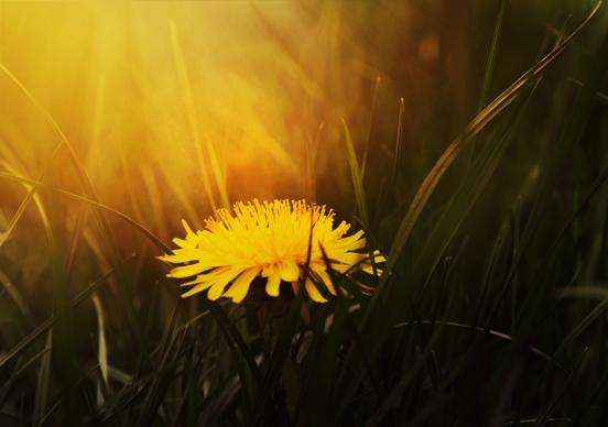 yellow dandelion during golden hour