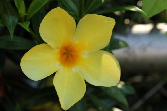 yellow flower 2
