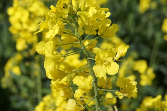 yellow flower rapeseed