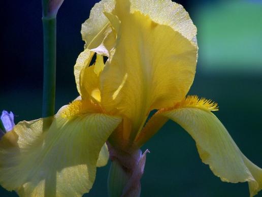 yellow iris