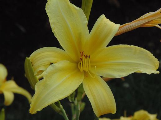 yellow lily in our neighbours yard