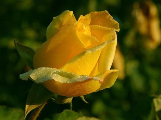 yellow rose flower nature