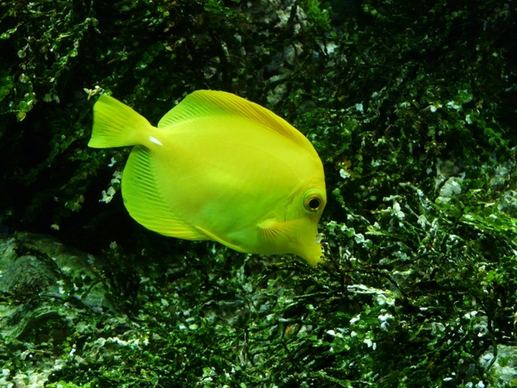 yellow segelflossendoktor fish zebrasoma flavescens