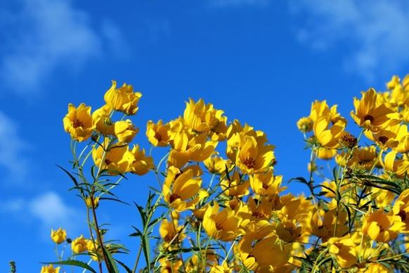 yellow wildflowers bright