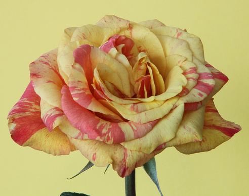yellowred rose