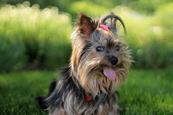 yorkshire terrier portrait in grass