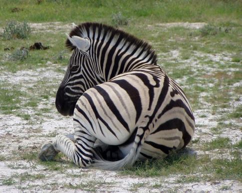 zebra black and white striped africa