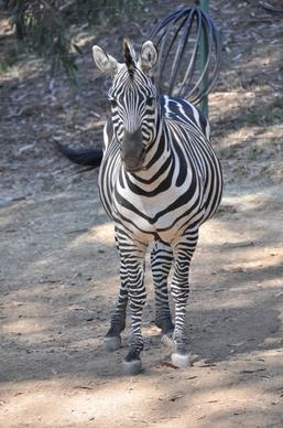 zebra black white zebra stripes