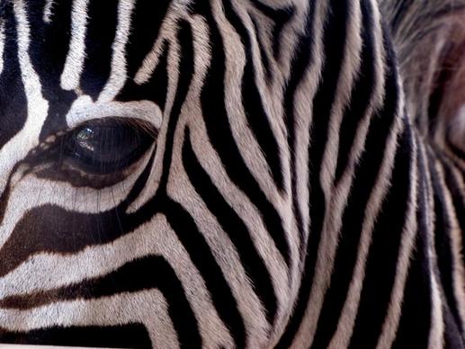 zebra stripes animal black