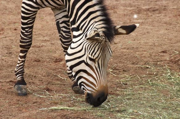 zebra zoo africa