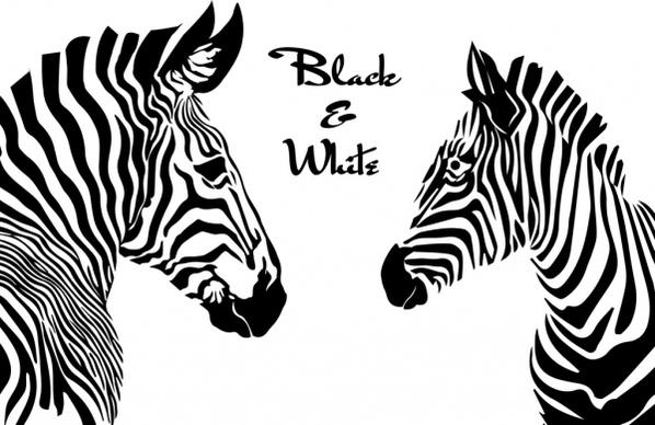 zebras drawing black white sketch