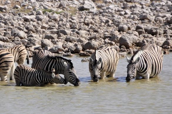 zebras drink foal