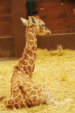 zoo animal giraffe