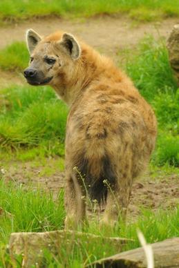 zoo animal hyena