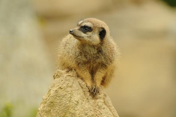 zoo animal meerkat
