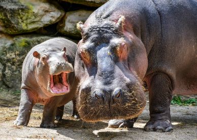 zoo hippopotamus animal picture cute calf mother