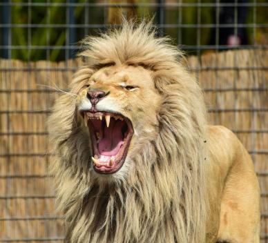 zoo lion picture backdrop dynamic roaring scene