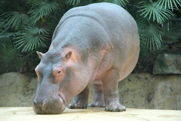 zoo pets hippo