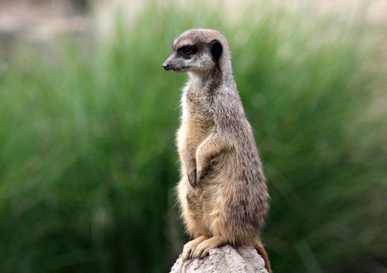 zoo pets meerkat