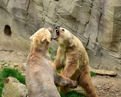 zoo pictue dynamic fighting white bears