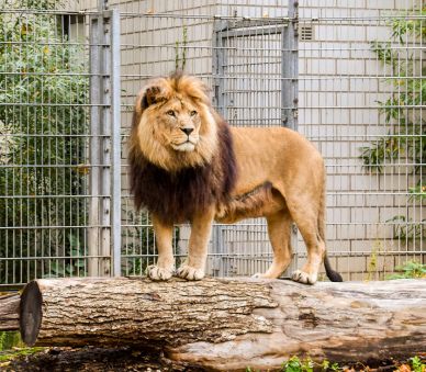 zoo picture backdrop lion elegance scene