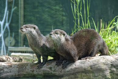 zoo picture cute dynamic otters